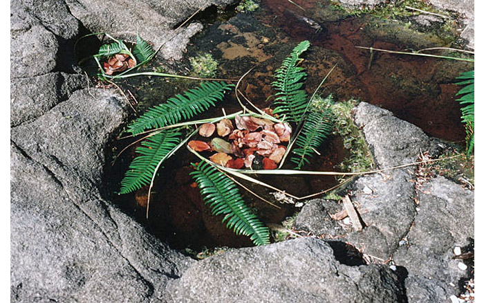 Haida Gwaii | Close up Tow Hill, 1997